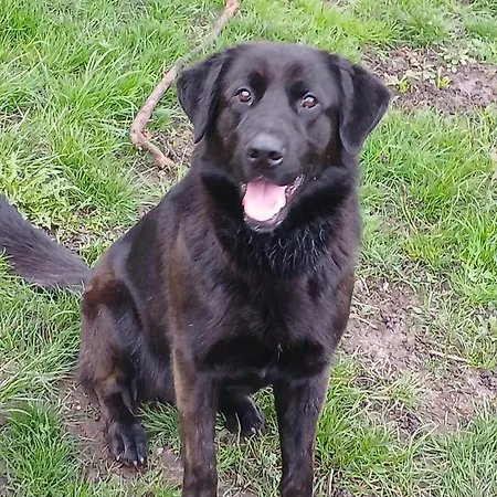 Casa Feltrin דירה Fae (Belluno)